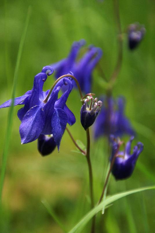 Unser Orchideenpark Bild Nr.087